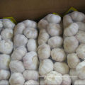 Reliable Supplier for Pure White Garlic (5.5cm and up)